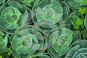 Succulent plants in ooty forming a pattern