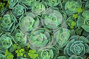 Succulent plants in ooty forming a pattern