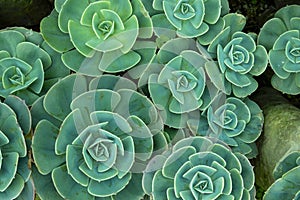 Succulent plants in ooty forming a pattern