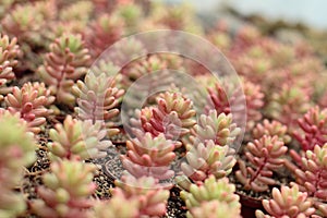 Succulent plants