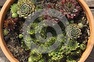 Succulent plants in pot, outdoor home garden decorative plants, top view