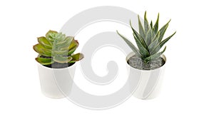 Succulent plants in pots on white background