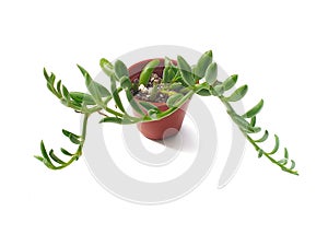 Succulent plants in small plastic pots