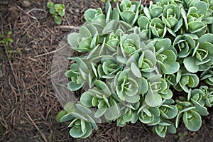 Succulent plants in soil