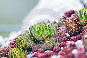 Succulent plants suitable for rock garden - Sempervivum calcareum