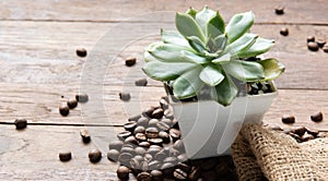 Succulent plants in vintage white pot and roasted coffee beans on wooden background