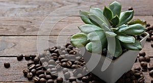 Succulent plants in vintage white pot and roasted coffee beans on wooden background