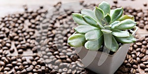 Succulent plants in vintage white pot and roasted coffee beans on wooden background