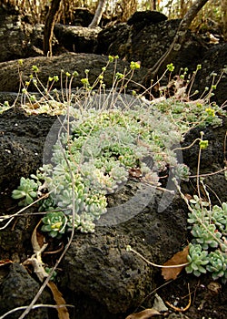 Suculentas plantas sobre el volcánico la roca 