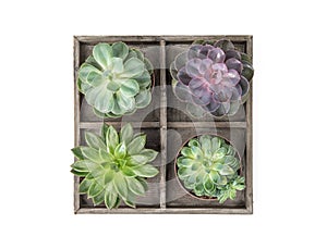Succulent plants white background Minimal floral flat lay