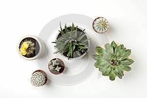 Succulent plants on white background, top view