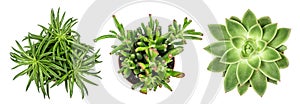 Succulent plants white background Top view