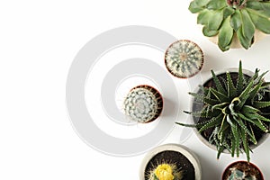 Succulent plants on white background, top view