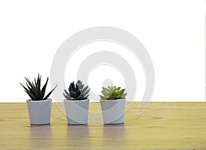 Succulent plants on white small pots minimal decorate on wooden desk against white background