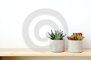 Succulent plants on wood table over white cement wall background