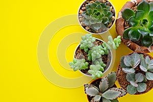 Succulent plants on yellow paper background with copy space