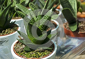 Succulent in plastical pot.