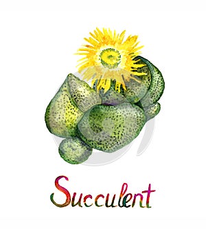 Succulent Pleiospilos compactus, kwaggavy, liver plant, stone plant, split rock or mimicry plant yellow blooming plant