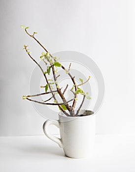 Succulent portulacaria plant in a flowerpot on a white background