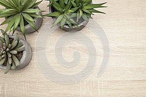 Succulent in pot home decor, vintage wooden table background flat lay copy space