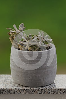 Succulent in pot: Natural green background