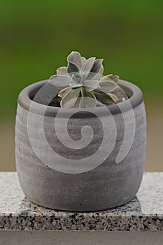 Succulent in pot: Natural green background