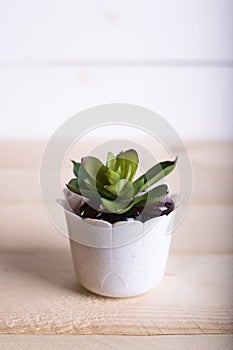 Succulent in pot wooden table background with copy space. minima