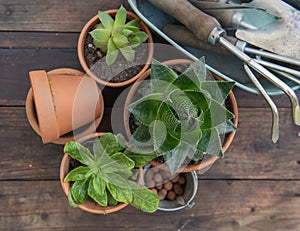 succulent potted and gardening equipment