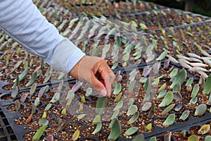 Succulent propagation by leaf cutting