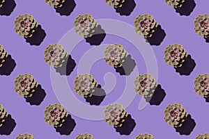 Succulent on a purple background. Seamless cactus pattern. Hard shadows