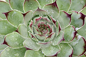 Succulent with rain drops