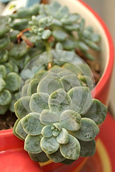 Succulent in a red pot