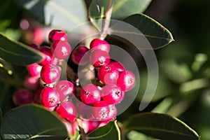 Succulent redberries