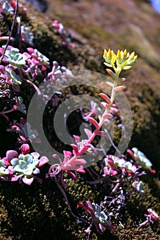 Succulent on a rock