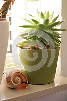 Succulent and seashell on a windowsill