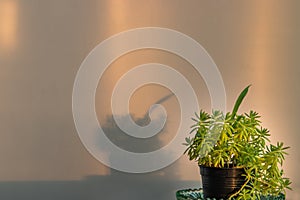 Succulent sedum rupestre or Sedum mexicanum in black pot on white wall background