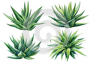 Succulent Set, Aloe. Green plants on isolated white background, Botanical watercolor illustration