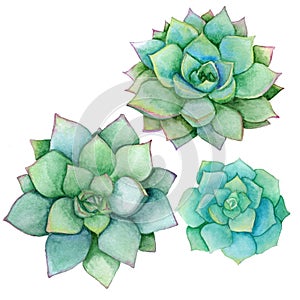 Succulent set isolated on a white background. Watercolor hand drawn illustration. Perfect for card, wedding invitation