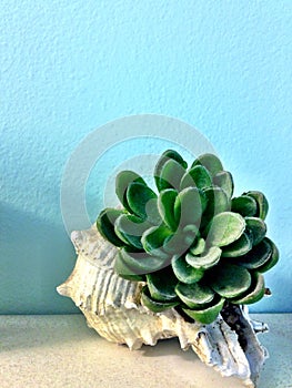 Succulent in a Shell on a Shelf