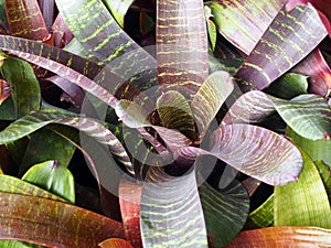 Succulent Shrub, Close Up of Striped Leaves