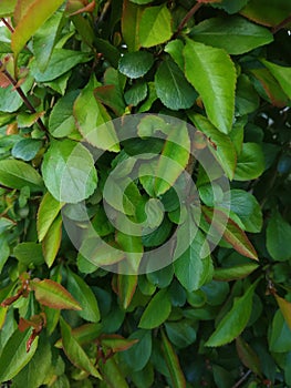 Succulent shrub with red and green leaves