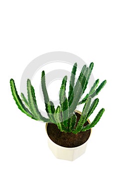 Succulent stapelia in a white pot the top view