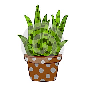 Succulent striped plant icon cartoon vector. Houseplant on window