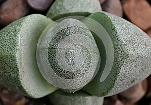 Succulent with succulent stem storing water (Pleiospilos nelii, Aizoaceae photo