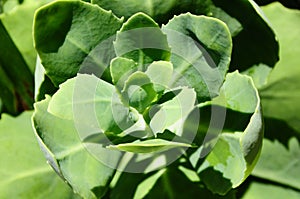 Succulent succulentus