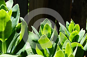 Succulent succulentus