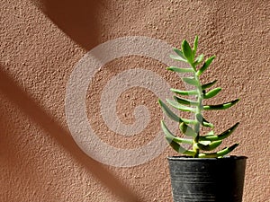 Succulent, sunlight and shadow