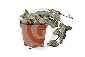 Succulent trailing vine `Ceropegia Woodii` houseplant in flower pot isolated on white background