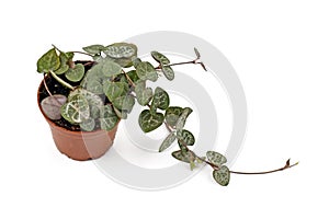 Succulent trailing vine `Ceropegia Woodii` houseplant in flower pot isolated on white background