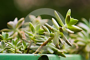 Succulent type of plant in a green vase with blurred background